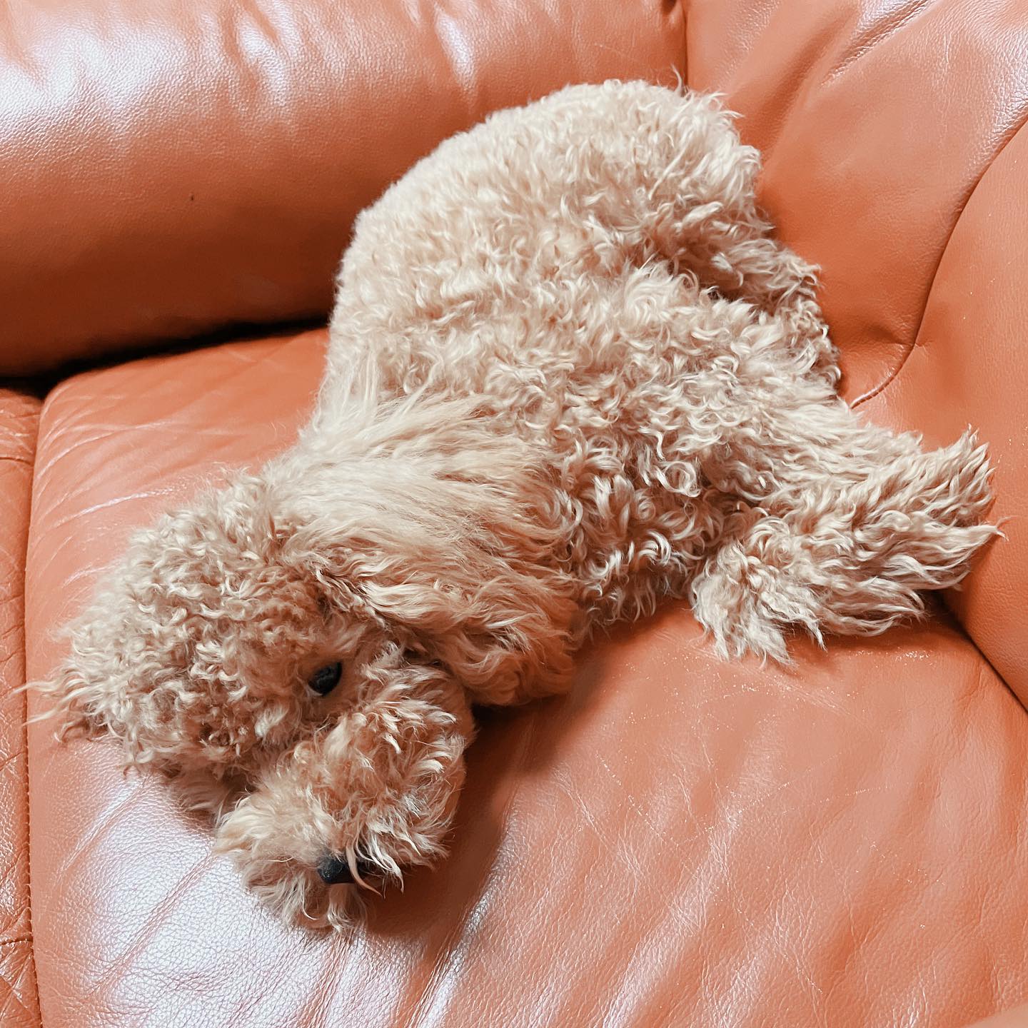 ねむねむシナモンさん#トイプードル #トイプードル男の子 #トイプードルのいる暮らし #犬のいる暮らし #ねむねむ犬 #眠たい犬