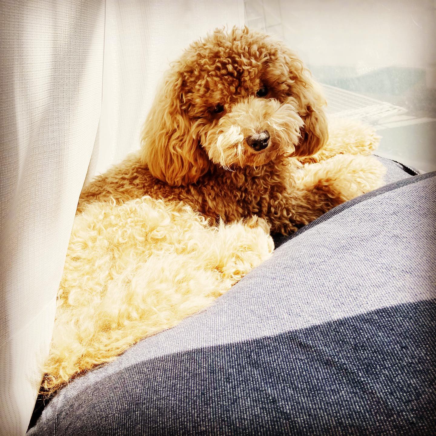 日向ぼっこ中。シナモンもジンジャーと同じ場所が気に入ったみたい。過ごしやすいのかな。家のなかで1番陽があたる特等席だし。#トイプードル #トイプードル男の子 #トイプードルのいる暮らし #犬のいる暮らし #日向ぼっこ犬